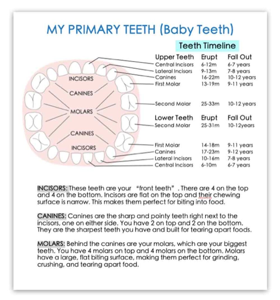 Baby Teeth Facts Sheet. Dental health activities for preschoolers. Tooth brushing activity.